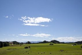 wildlife in Upper Bavaria