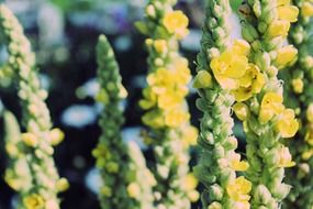 mulleins or bear ear