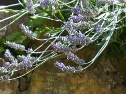 lavender in the spring