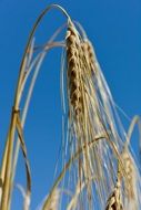 spike grain cereals sky view