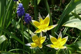tulip tarda muscari on a sunny day close up