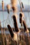 reed cattail lake