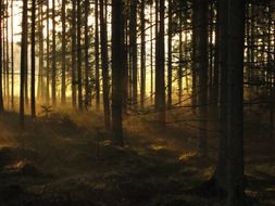 trunks of fir trees in the forest are lit by the morning rays of the rising sun