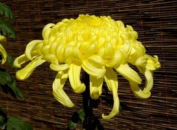 Yellow chrysanthemum bloom