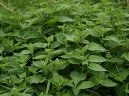 green nettle in summer close-up