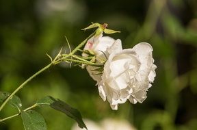 white summer roses on a bush close-up