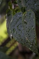 dark green leaf in raindrops