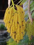 bees on a yellow hanging flower