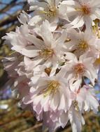White blossoms in spring