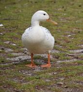 white duck with an orange beak on the shore of the pond