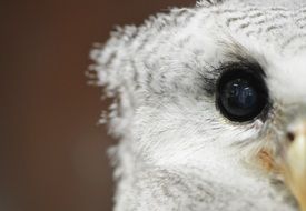 close up sight of a white bird