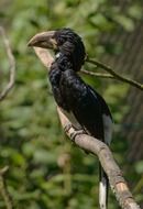 black bird with large beak