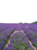 blooming lavender field in summer