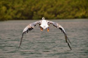 Pelican soars over the water in Africa