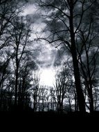 black and white image of silhouettes of trees against the background of the sun in the clouds