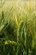 green field with ears of wheat