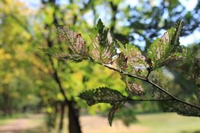 dried leaves on a branch