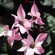 Beautiful pink flowers blossom