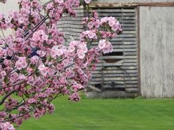 blooming pink tree in the countryside