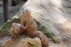 two groundhog on the rocks