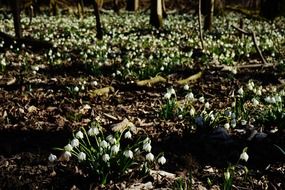 meadow of snowflake flowers