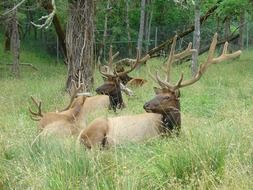 resting wild deer