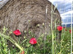 meadow nature landscape