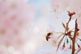 bee on delicate white flower