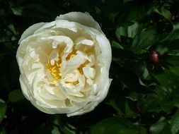 white peony Bud