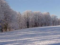 distant view of the snowy forest