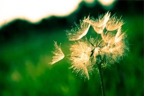 dandelion seeds in nature