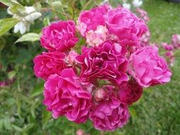 wavy pink rose in the garden