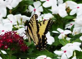 monarch butterfly sitting on beautiful garden flowers