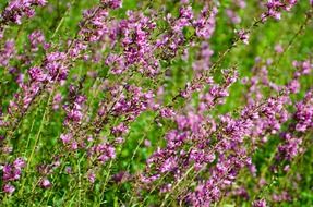 flower summer spring nature autumn