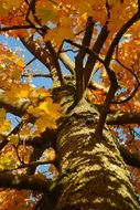 large maple tree in autumn