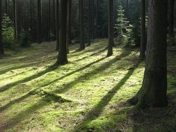 Light in the forest in autumn