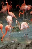 stunningly beautiful flamingos flock