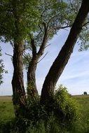 three green trees in a pasture