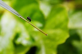 fly on leaf green on a blurred background