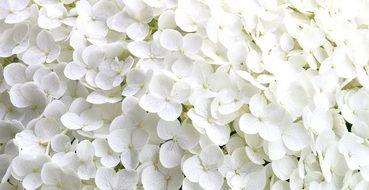 hydrangea, lot of tiny white flower, background