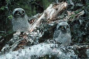 northern hawk owl