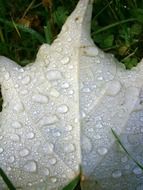 leaf with raindrops on it