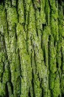 Picture of the green bark
