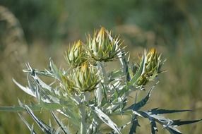 thistle is a plant with thorns