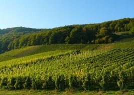 vineyard field in germany