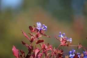 growing blue flowers in the garden in autumn