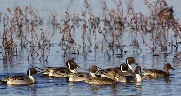 splendiferous ducks