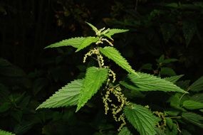 green leaves of a stinging nettle