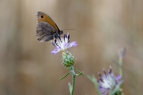 brown butterfly on a blooming thistle