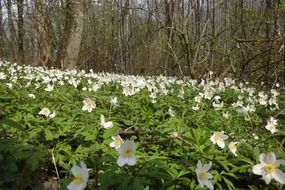 Glade of white anemones